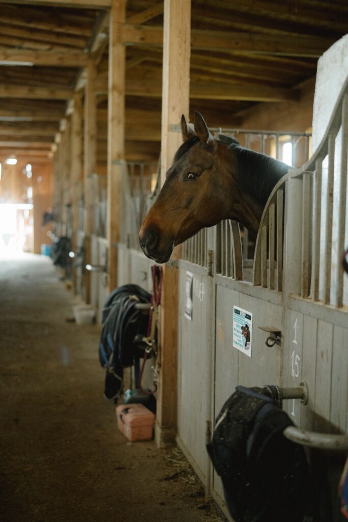 A brown horse in a stable with head out of the stall door, captured in a peaceful setting.